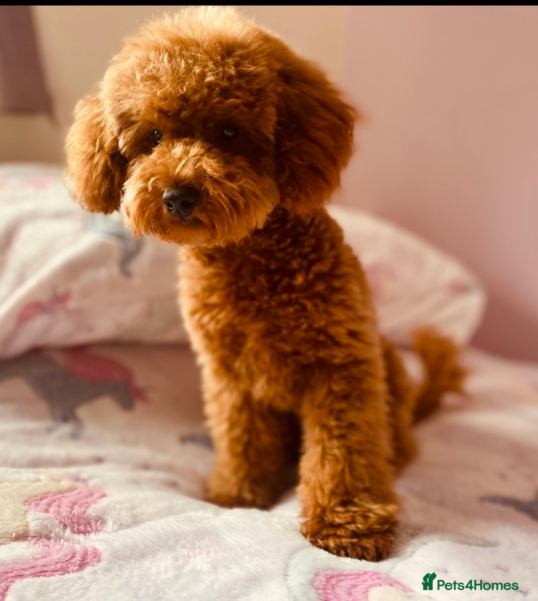 Toy Poodle dogs for stud: Leo Toy Poodle fox red Stud in Telford - Advert 11