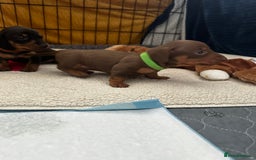 Miniature Dachshund dogs for sale: Miniature Dachshunds  - Image 10