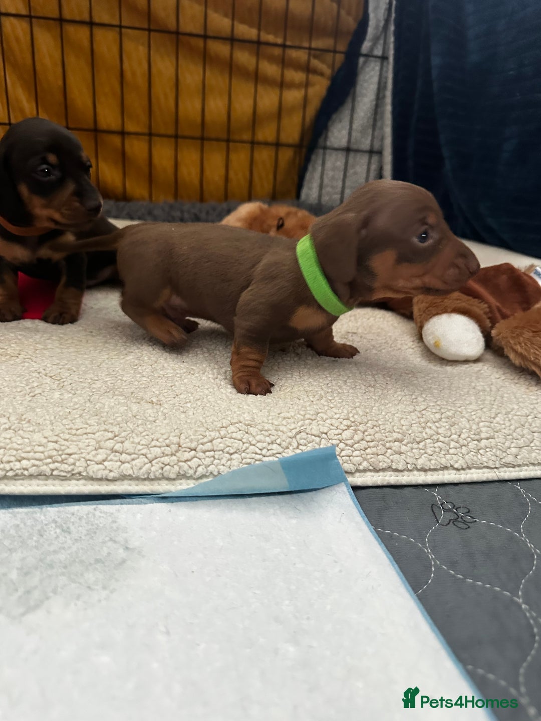 Miniature Dachshund dogs for sale: Miniature Dachshunds  - Image 10