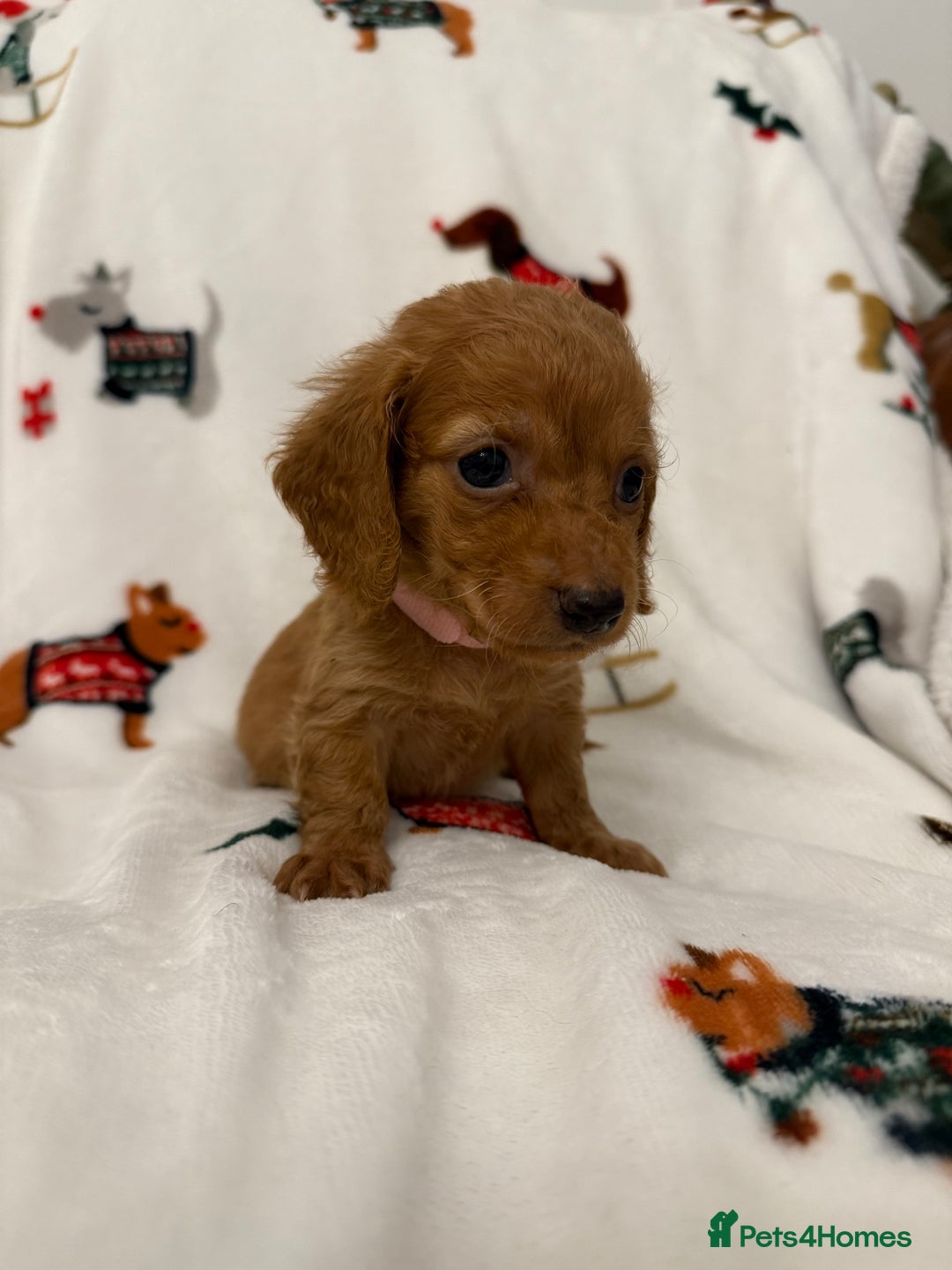 Miniature Dachshund dogs for sale: Beautiful Cream Longcoats Miniature Dachshund  - Advert 22