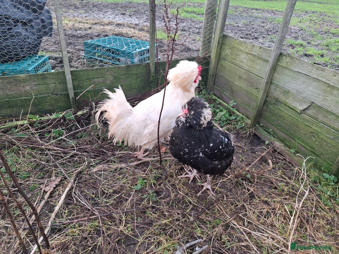 Chickens poultry for sale: 2 pairs of mottel Houdans - Advert 7