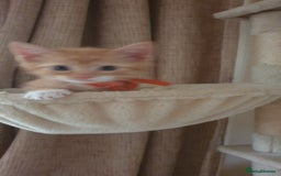Domestic Shorthair cats for sale: Ginger kittens  - Image 11