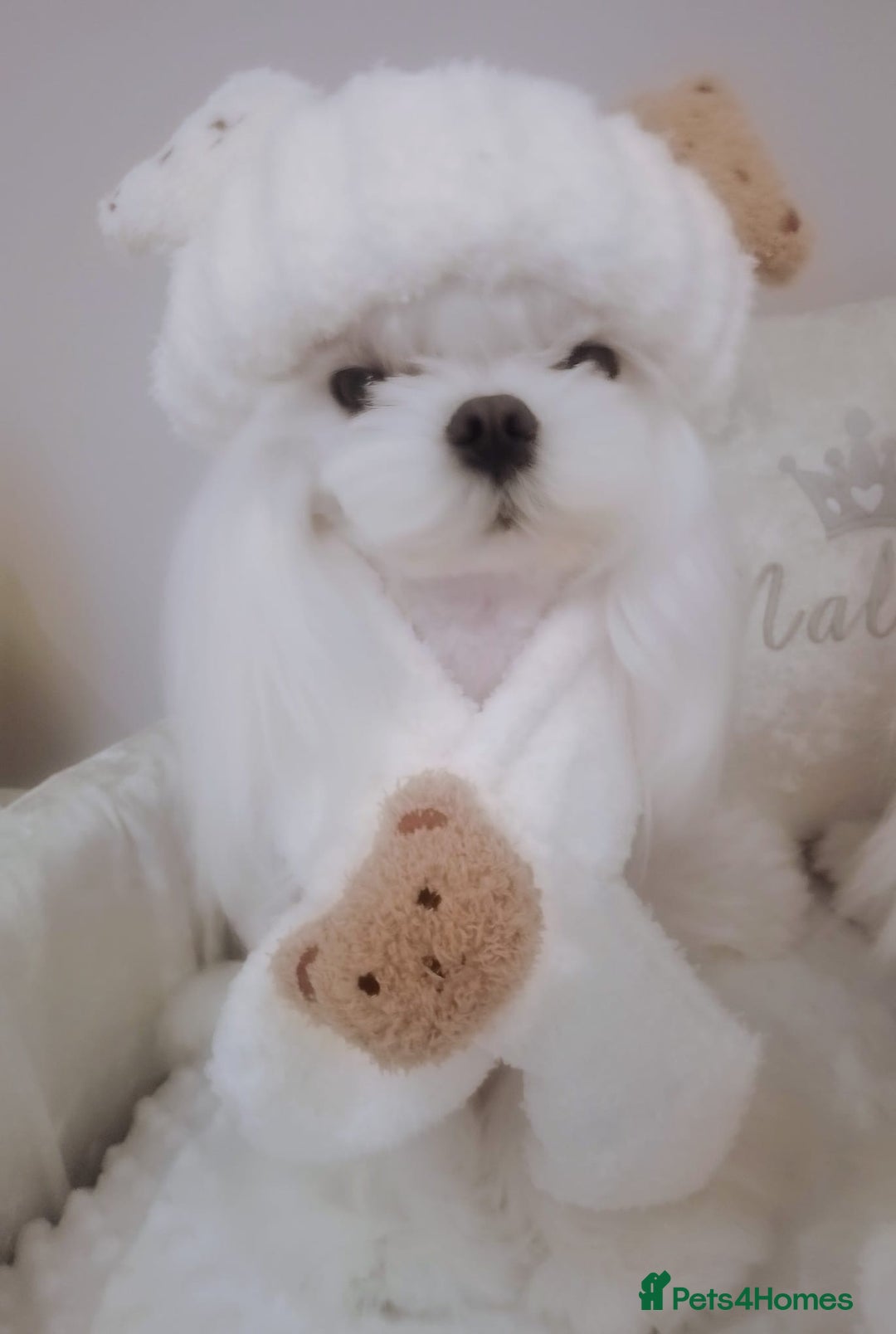 Maltese dogs for stud: 💜DNA health tested Tiny Korean Maltese boy💜 - Advert 12