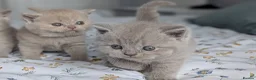 British Shorthair cats for sale: Exceptional British Shorthair kittens 🔥💥 - Advert 10