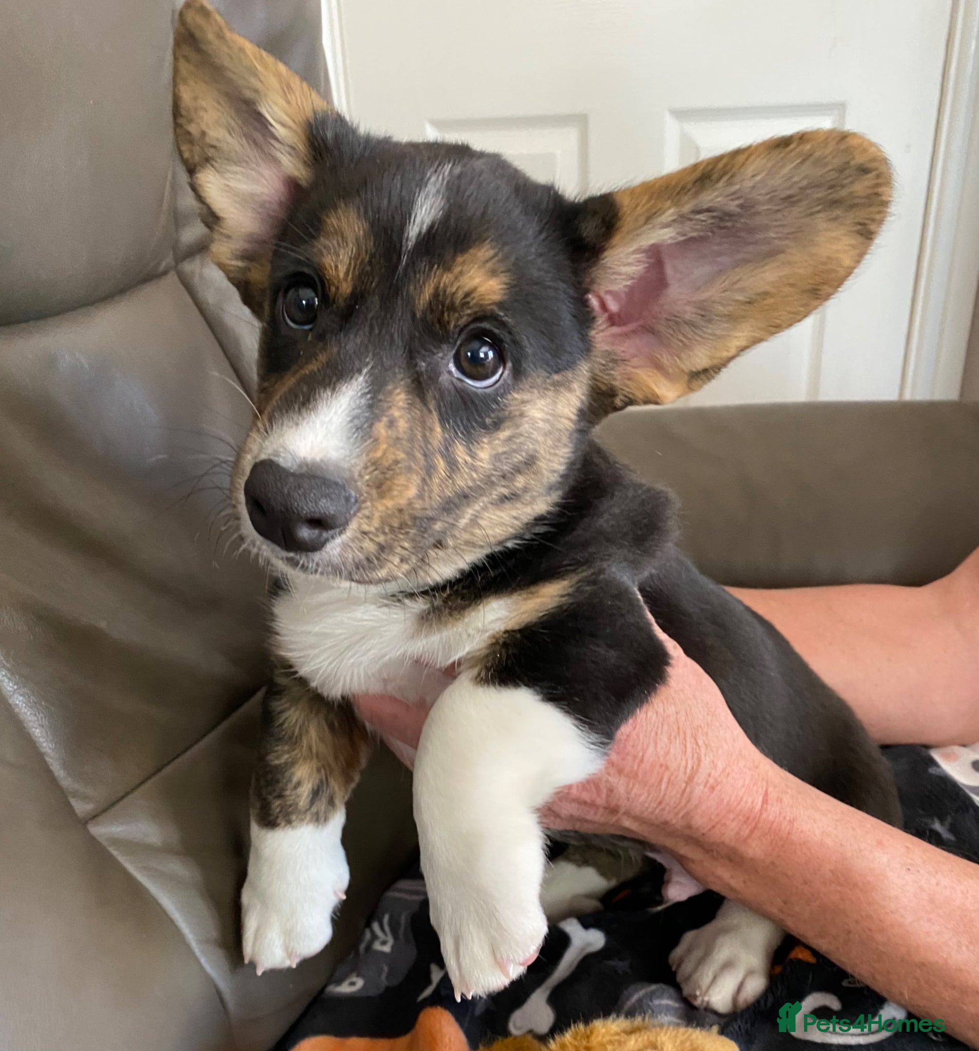 Welsh Corgi Cardigan dogs WELSH CARDIGAN CORGI PUPPY OSCAR - Advert 1