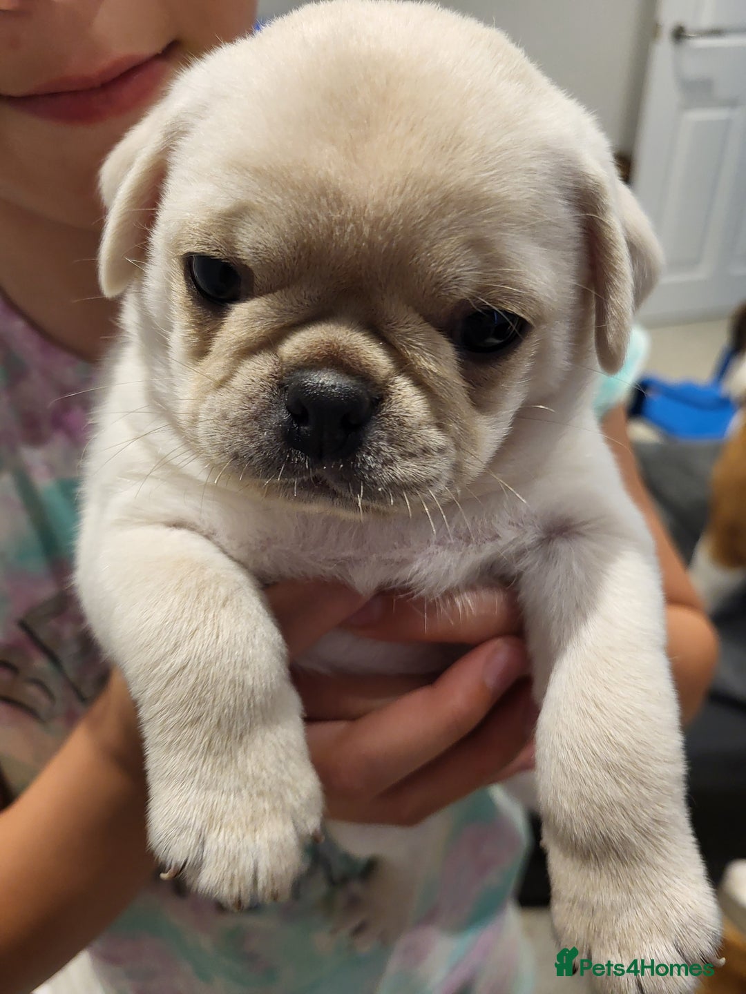 Short Hair Miniature Dogs That Dont Shed Hair Dont Shed Short