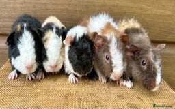 Guinea Pig rodents for sale: Teddy Guinea Pig Baby Boars - Image 1