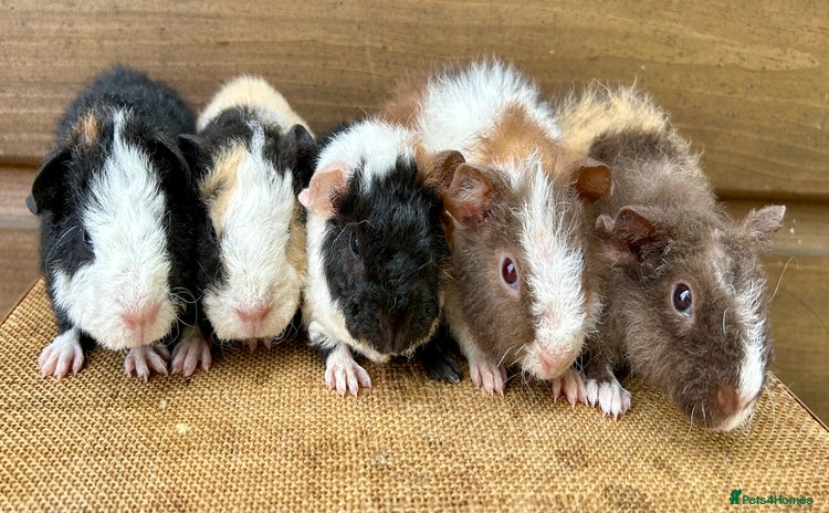 Guinea Pig rodents - Advert 1