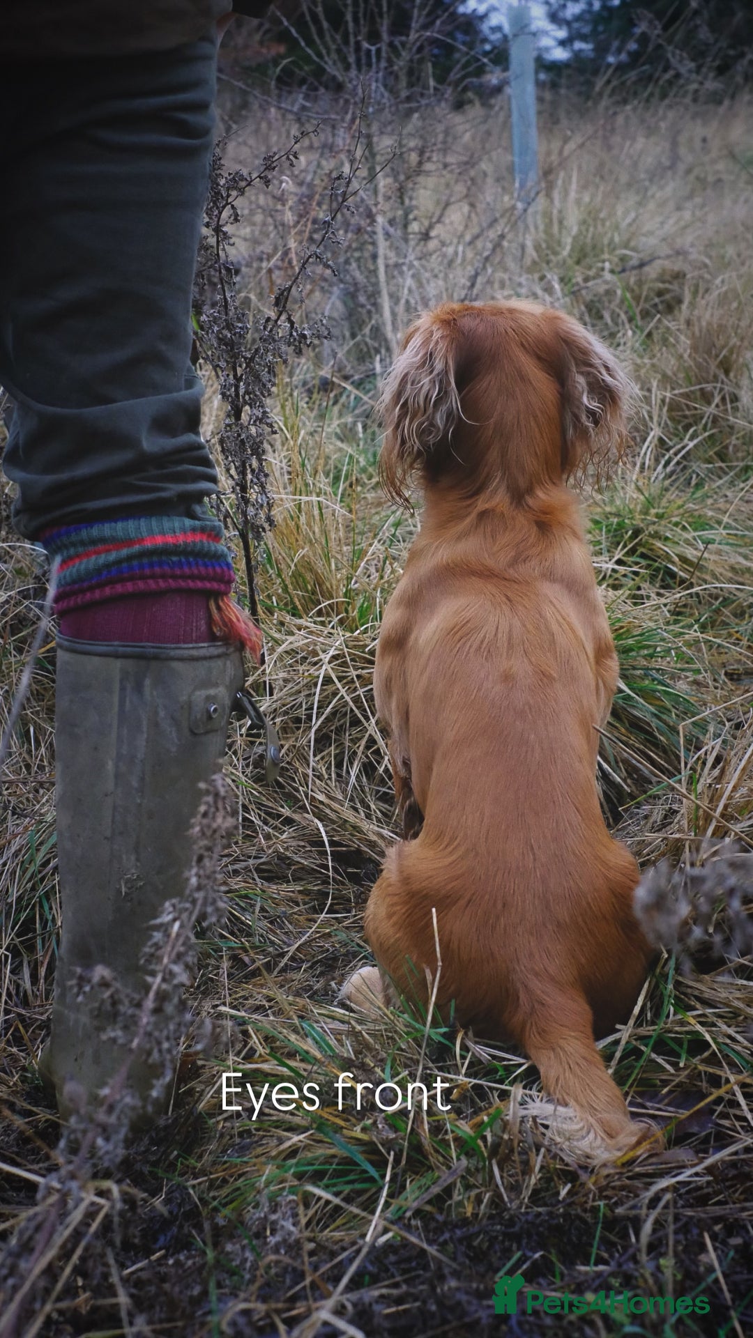 Cocker Spaniel dogs for stud: Working Gun Dog Stud  - Advert 19
