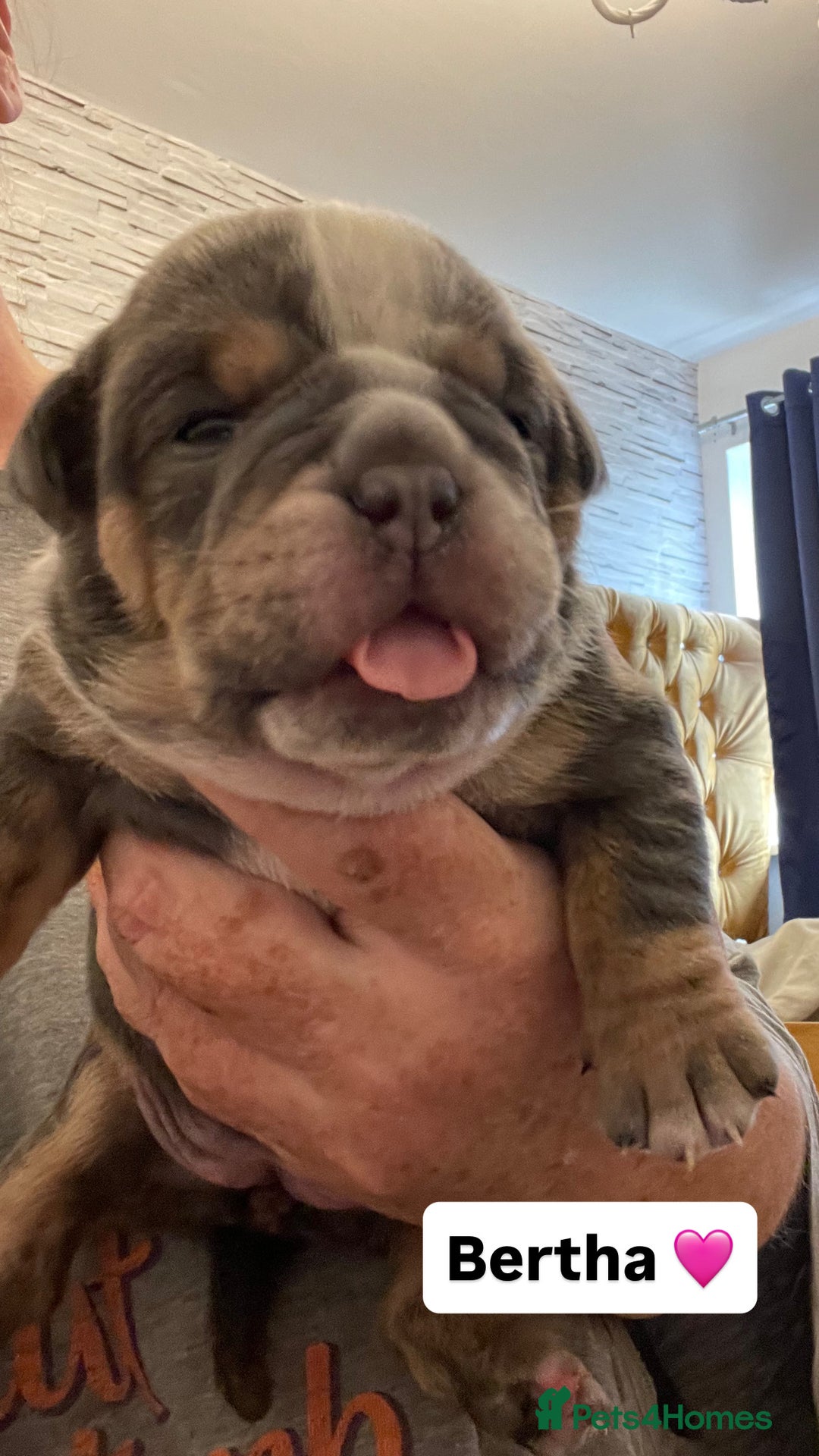 Olde English Bulldogge dogs for sale: STUNNING OLDE ENGLISH BULLDOG - Image 1
