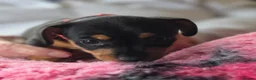 Jack Russell dogs for sale: Beautiful Jack Russell puppies in Banff - Advert 7