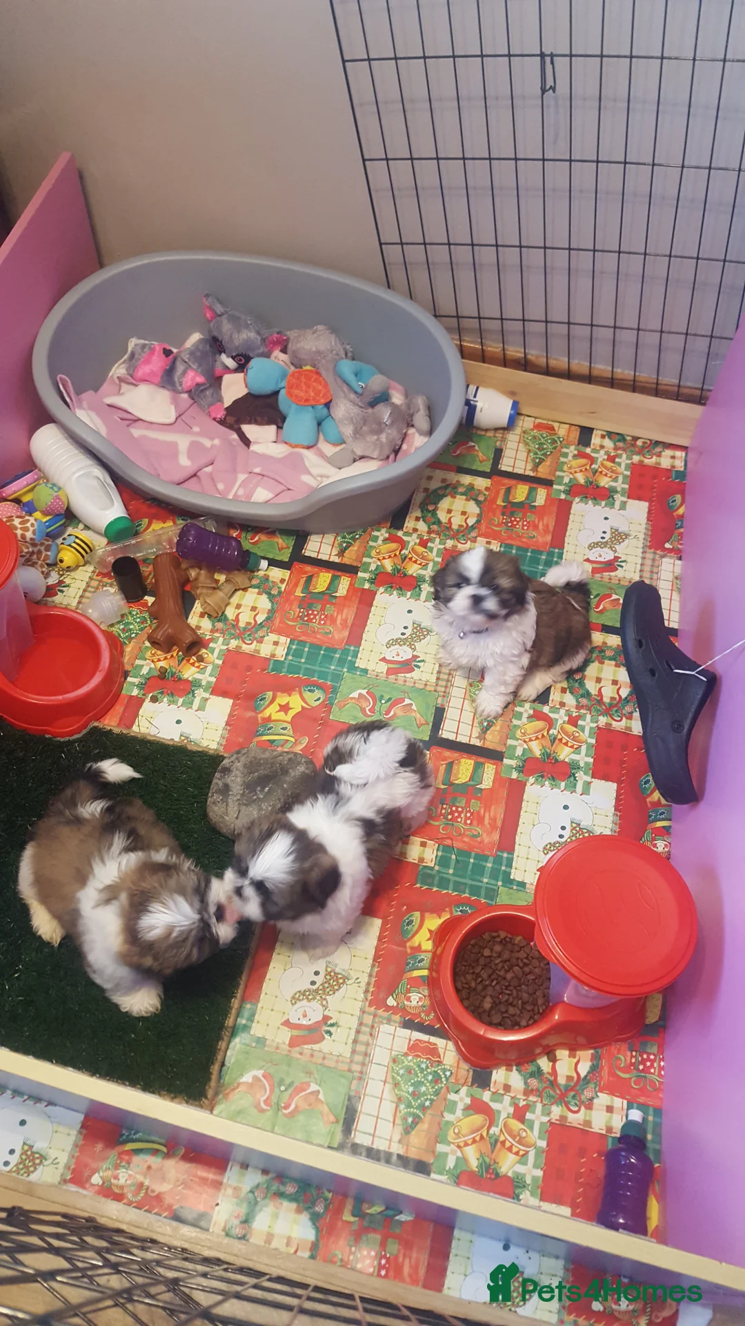 Shih Tzu dogs for stud: Stud dog in Bridgend - Advert 12