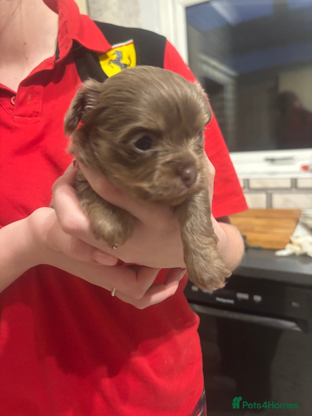 Chihuahua dogs for sale: Chihuahua pups - Advert 19