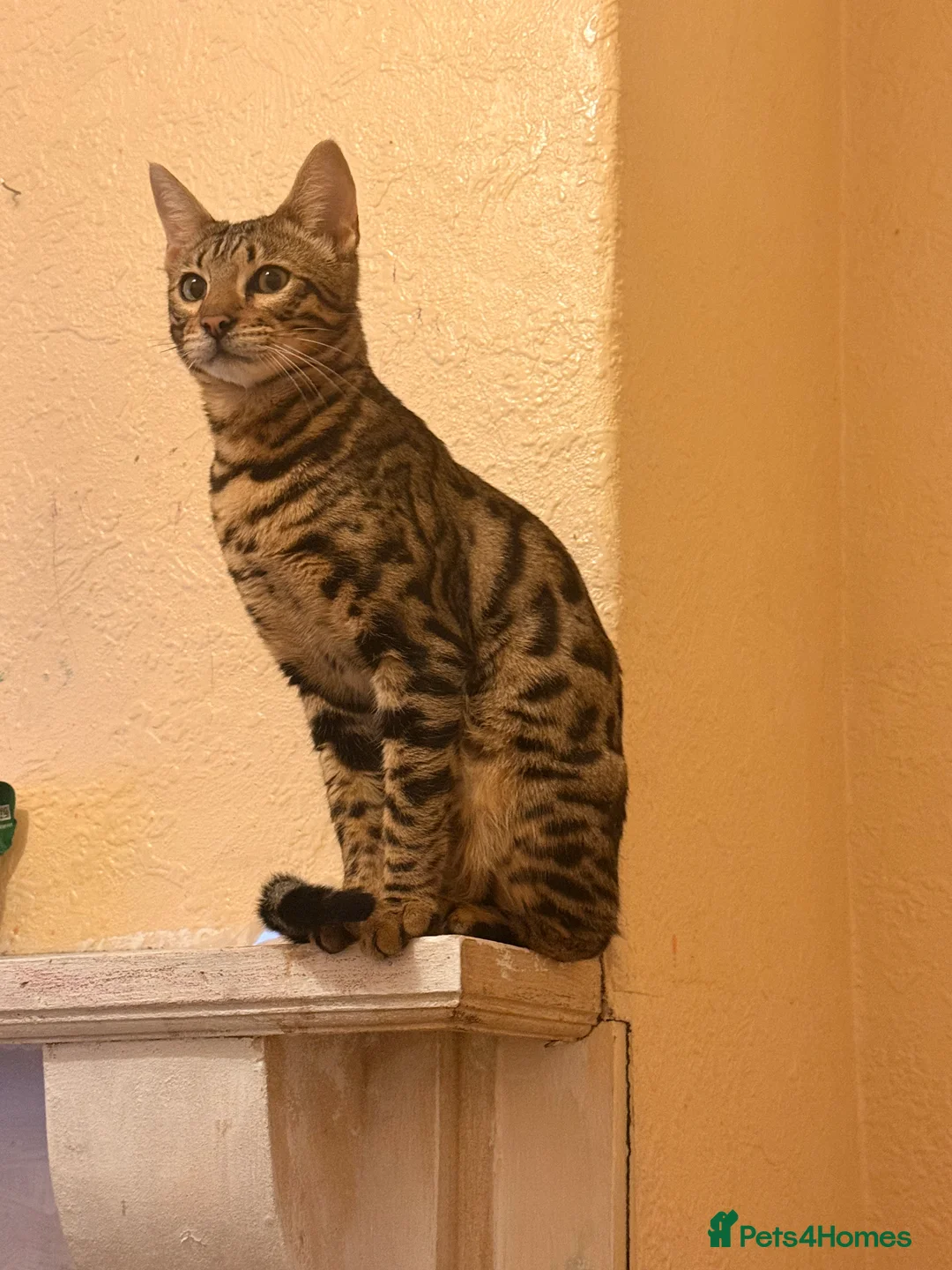 Bengal cats for sale: Male Bengal kitten - Advert 5