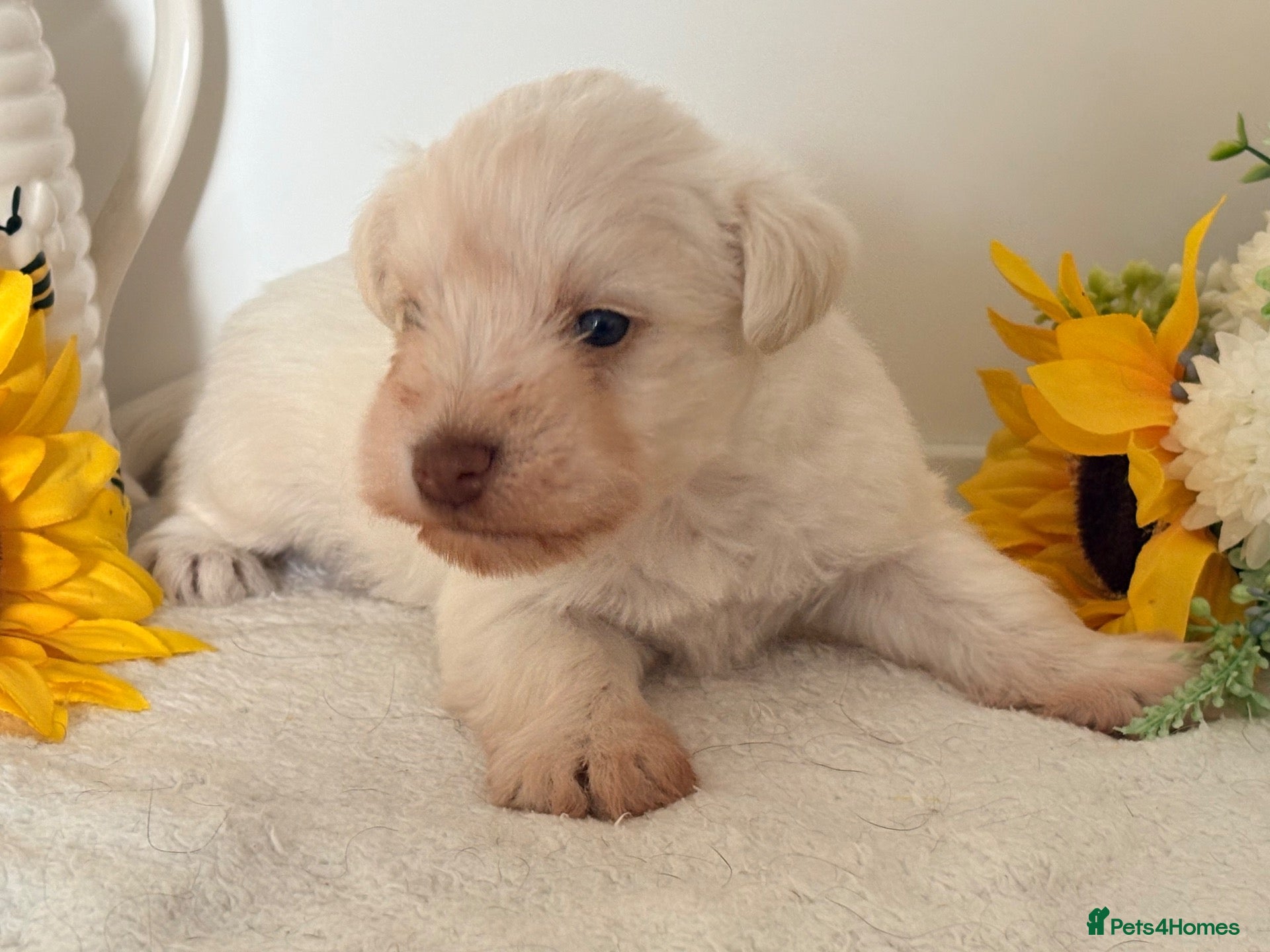 Miniature Schnauzer dogs American Chocolate Wheaten & White Mini Schnauzer - Advert 10