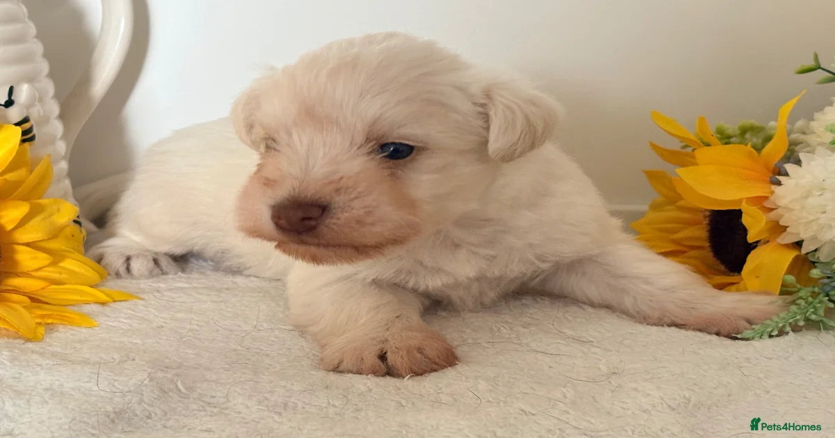 Animal pets Miniature Schnauzer Puppies for sale | Pets4Homes