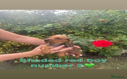 Miniature Dachshund dogs for sale: Male miniature dachshund pup needs a loving home🩵 - Image 5