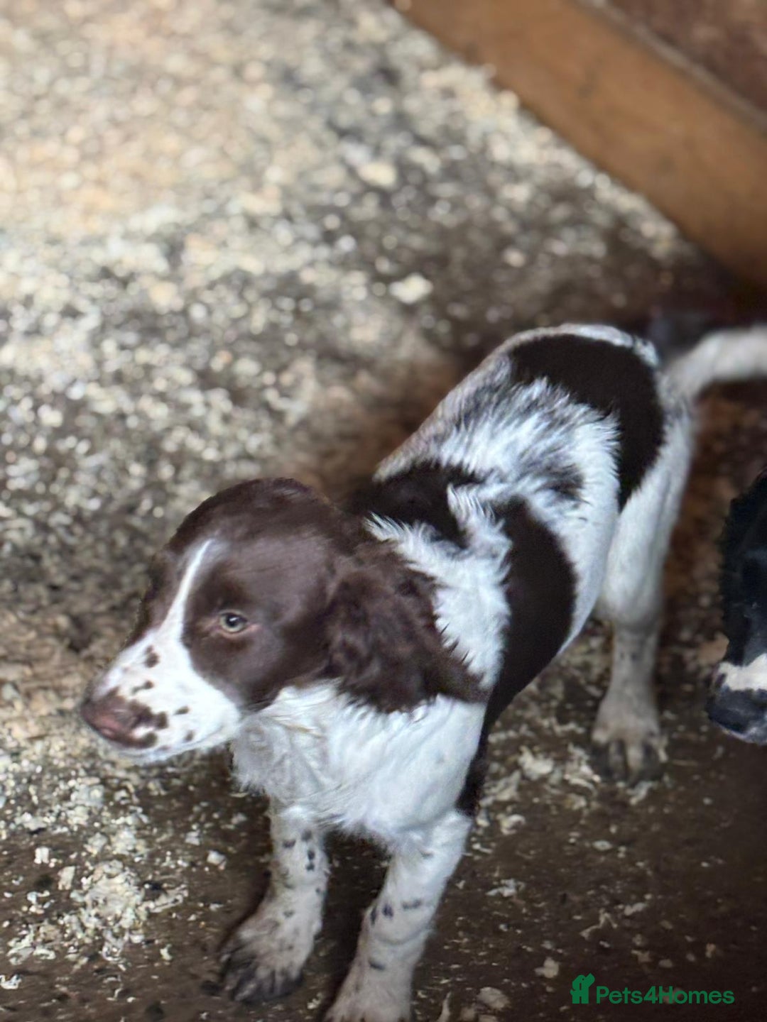 Sprocker dogs for sale: Cocker  - Image 4