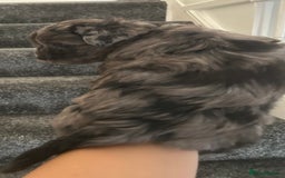 Yorkshire Terrier dogs for sale: Colourful Yorkshire terrier  - Image 19