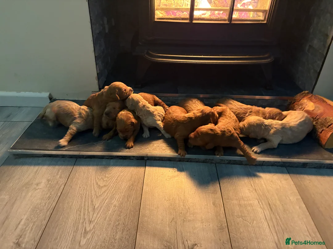 Mini Goldendoodle dogs for sale: Are Gorgeous golden doodle puppies 🐶 - Advert 4