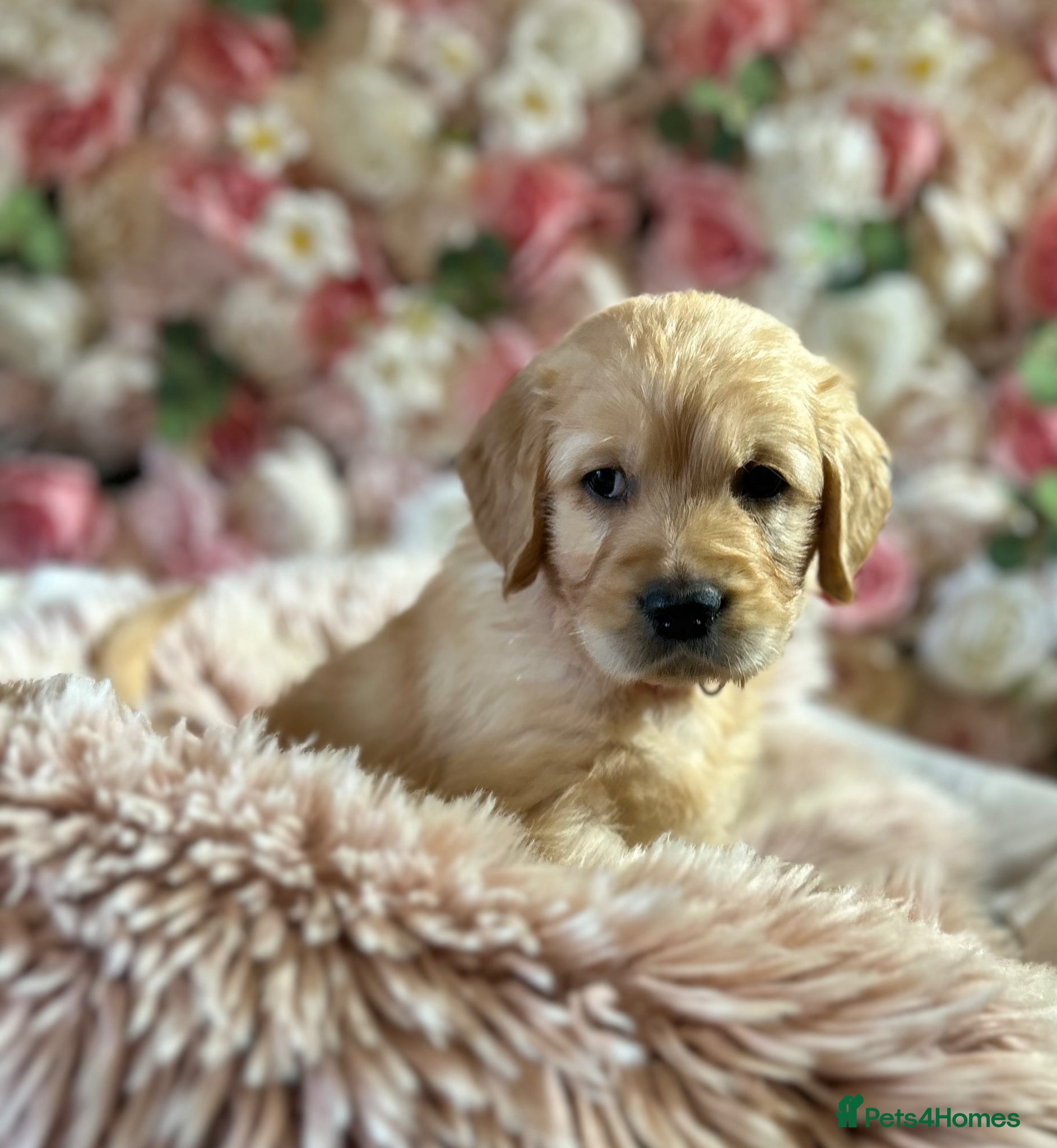 Golden Retriever dogs OUTSTANDING KC REG GOLDEN RETRIEVER PUPPIES  - Advert 1