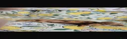 Miniature Dachshund dogs for sale: Dachshund  in Burton-on-Trent - Advert 8