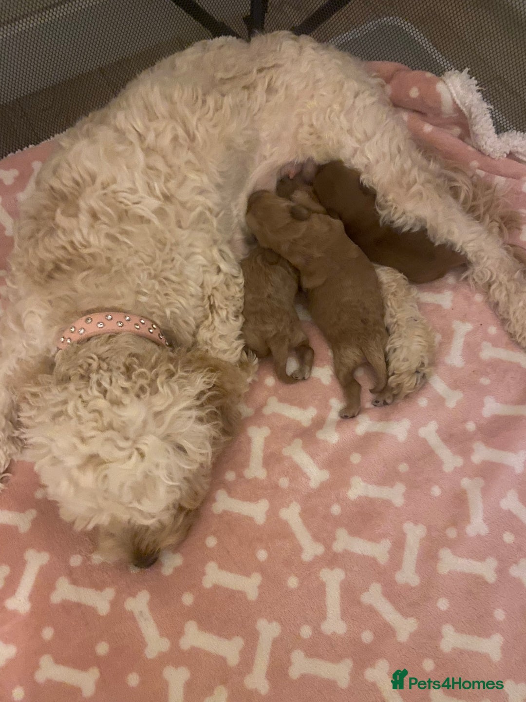 Cockapoo dogs for sale: Last cockapoo boy looking for his forever home ❤️ - Advert 19