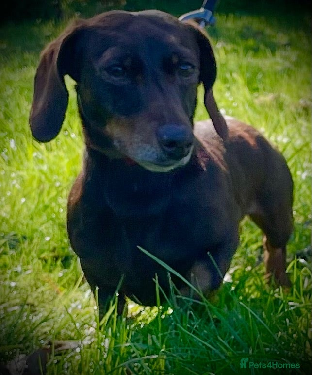 Dachshund dogs Ted 6 year old miniature dachshund for stud - Advert 3