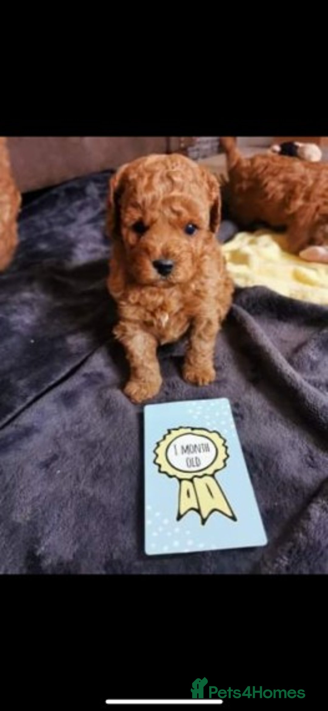Poodle dogs for stud: Extensively Heath Tested Deep Red Tiny Toy Poodle in Mansfield - Image 5