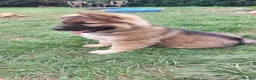 German Shepherd dogs for sale: Stunning babys - Advert 15