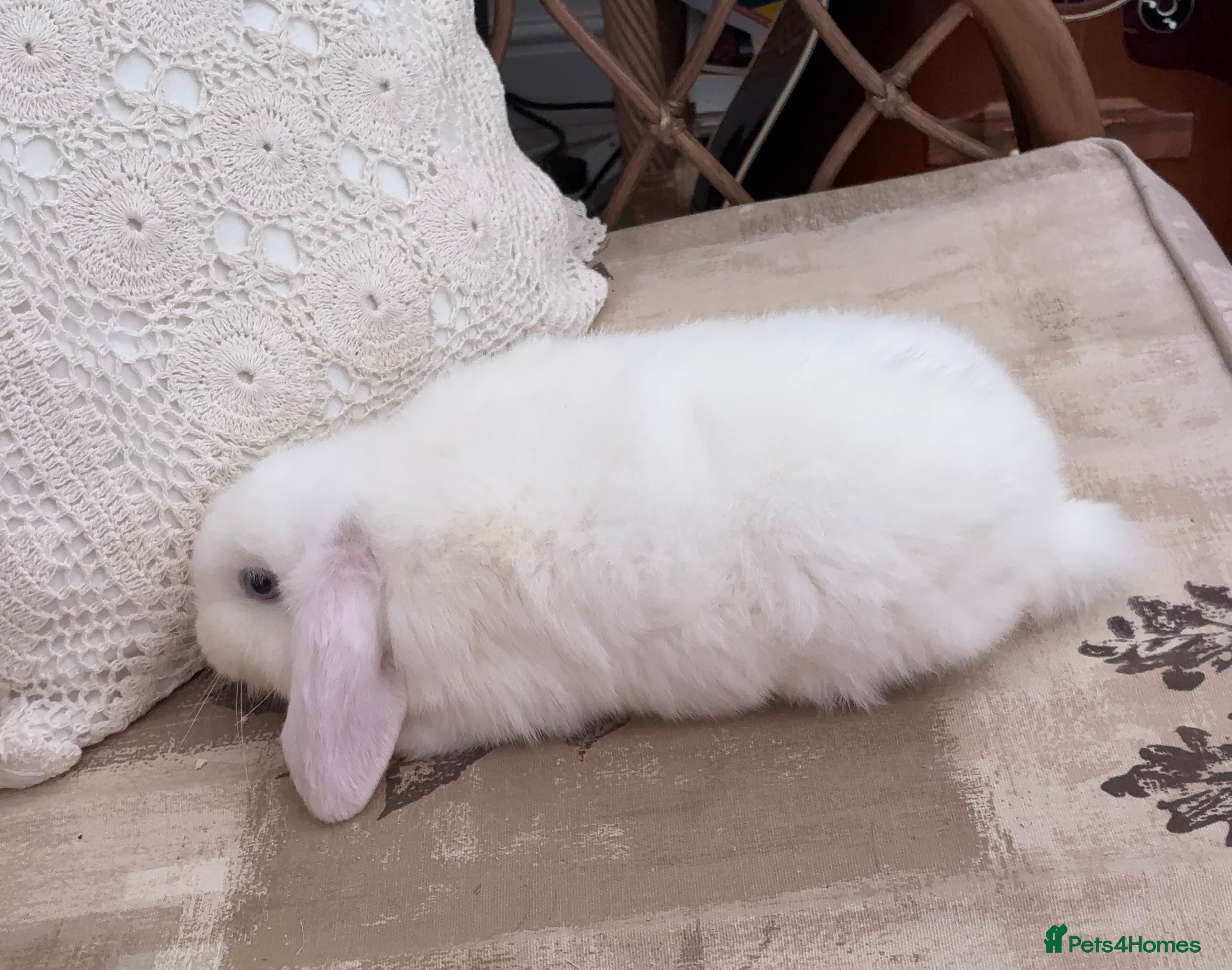 Mini Lop rabbits White Mini  Male Lop - Advert 1