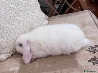 Mini Lop rabbits White Mini Male Lop - Advert 1