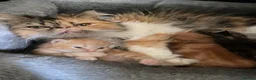 Persian cats for sale: Gorgeous Persian kittens 😍 - Advert 6