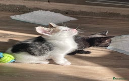 Mixed Breed cats for sale: 4 beautiful kittens ready now  - Image 5