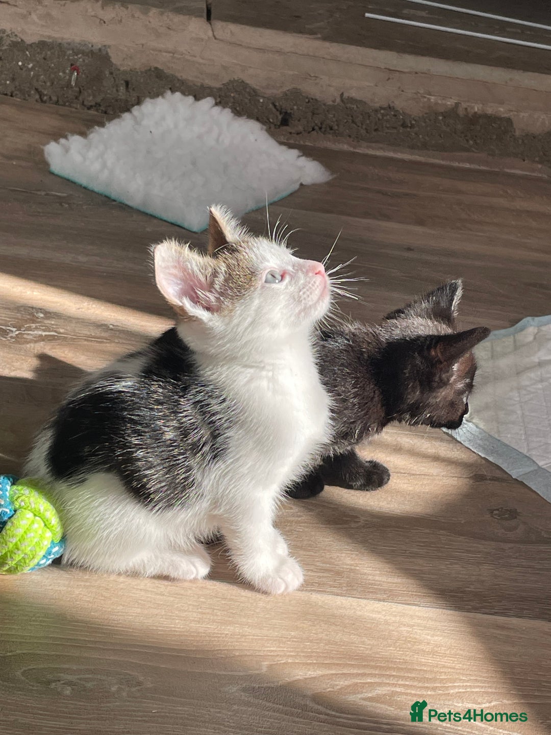 Mixed Breed cats for sale: 4 beautiful kittens ready now  - Image 5