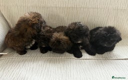 Mixed Breed dogs for sale: Shih-Poo or Shoodle - Image 8