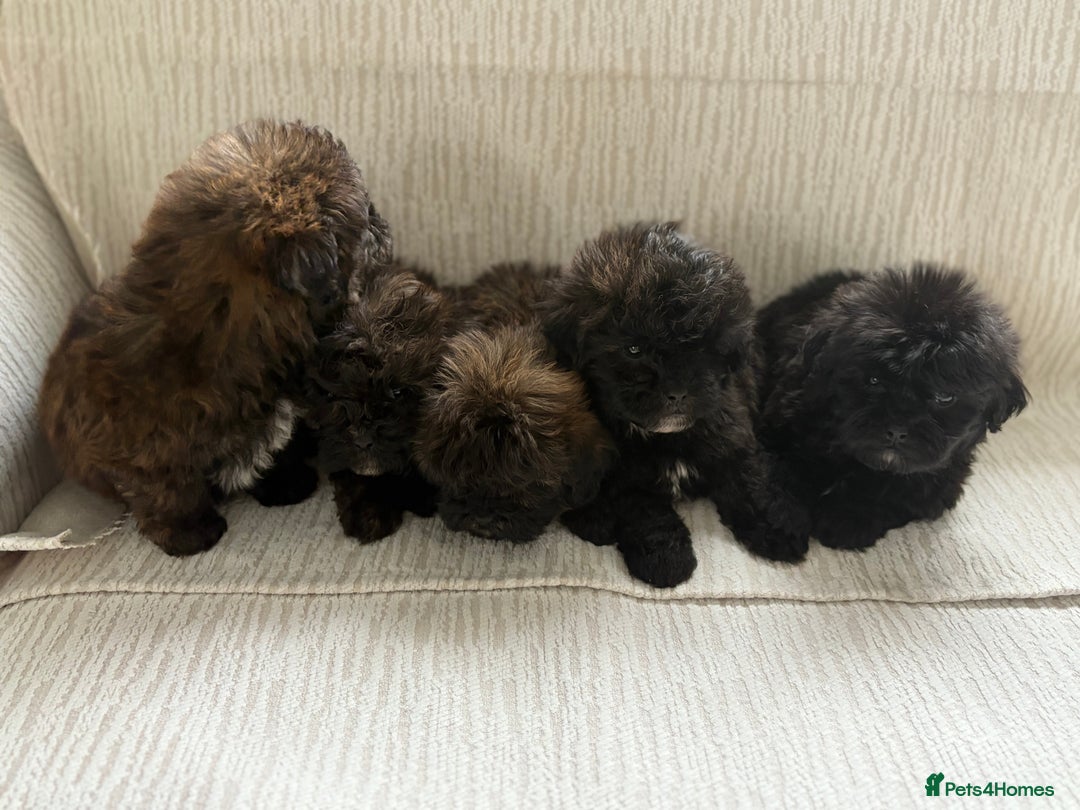 Mixed Breed dogs for sale: Shih-Poo or Shoodle - Image 8