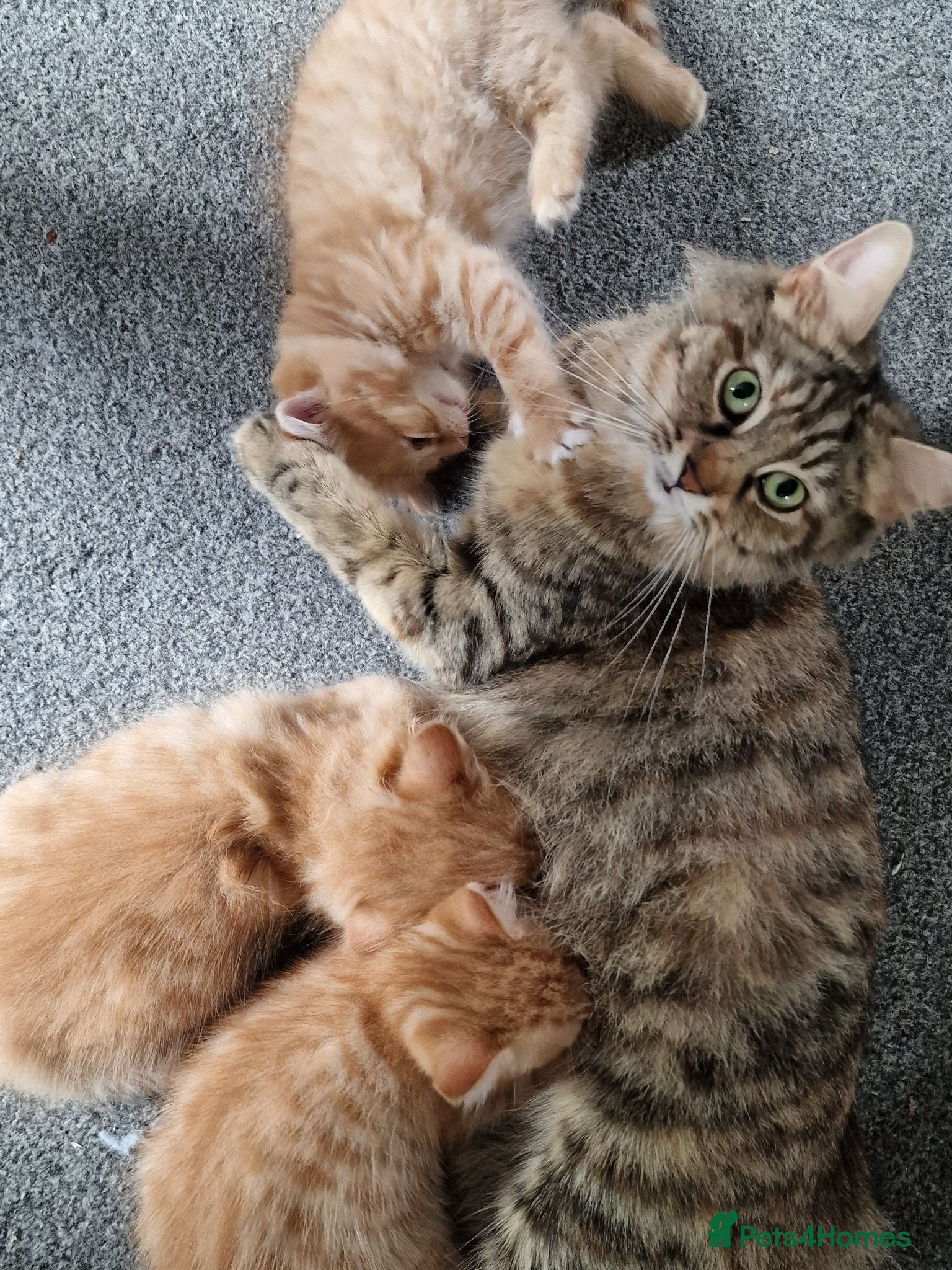 Mixed Breed cats Gorgeous playful chunky kittens  - Advert 1