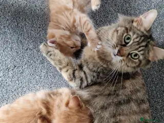 Mixed Breed cats Gorgeous playful chunky kittens - Advert 1