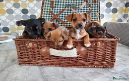 Jack Russell dogs for sale: Jack Russell Puppies Available Now  - Image 12
