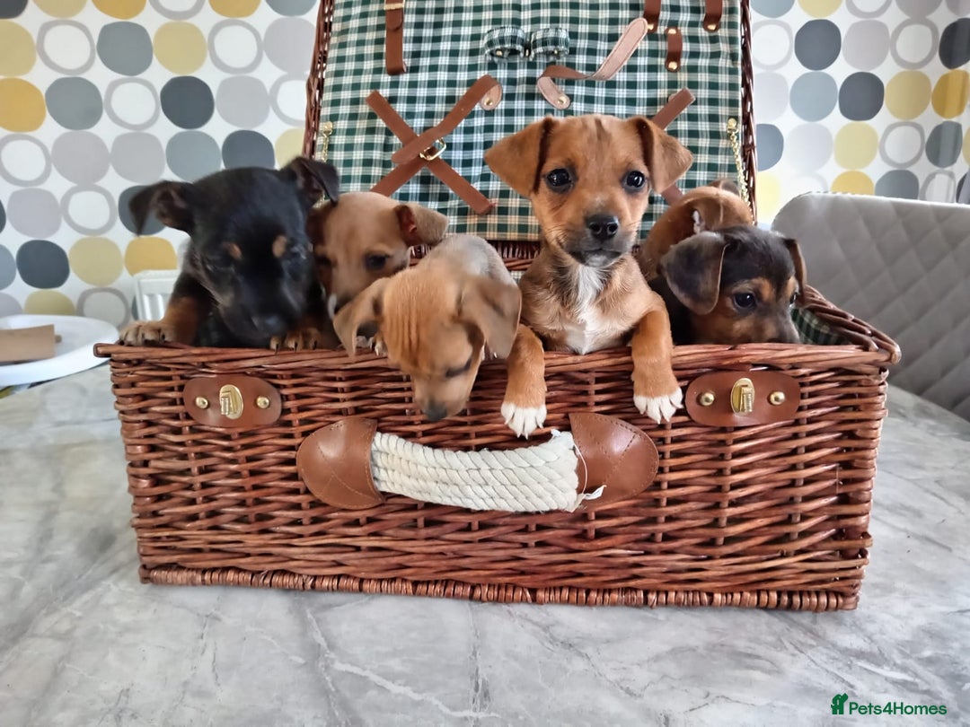 Jack Russell dogs for sale: Jack Russell Puppies Available Now  - Image 12