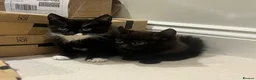 Mixed Breed cats for sale: 😍 3 Adorable Black & Tuxedo Kittens 🐈‍⬛💕 - Advert 18