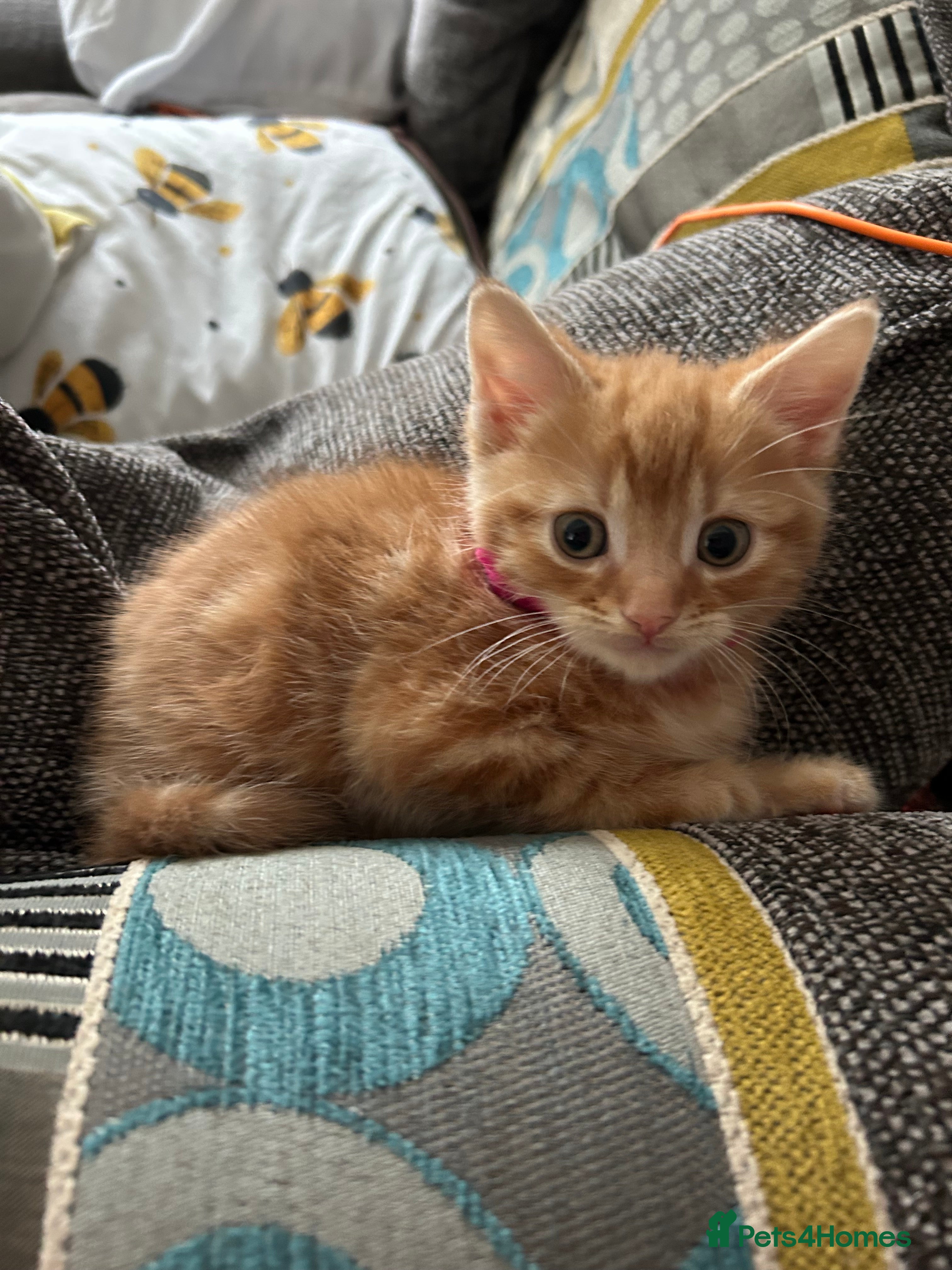 Mixed Breed cats Maine coon x kittens  - Advert 1