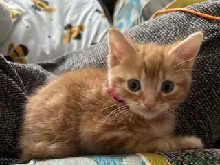 Mixed Breed cats Maine coon x kittens - Advert 1