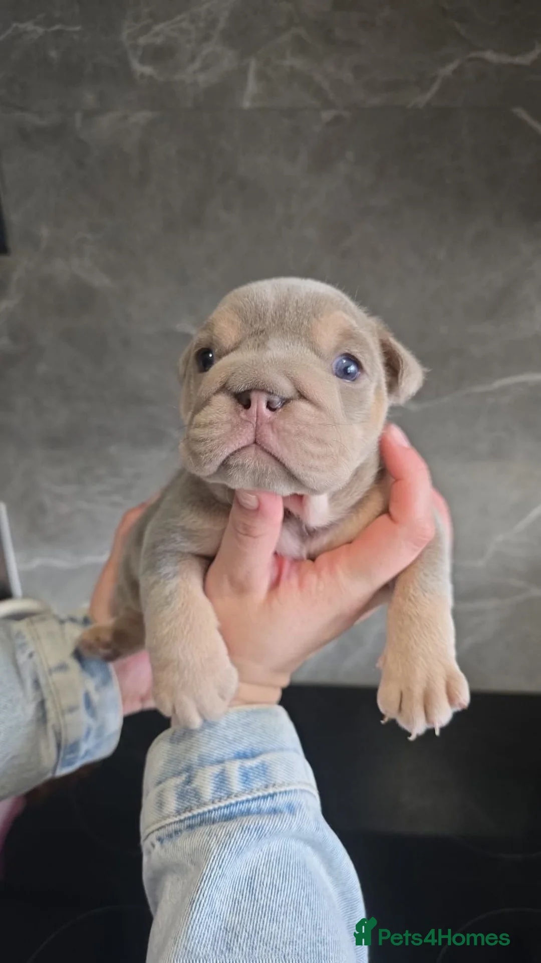 English Bulldog dogs for sale: Exceptional Lilac Tri English bulldog puppies - Advert 1