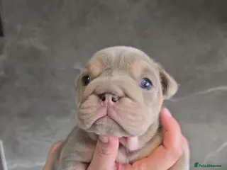 English Bulldog dogs Exceptional Lilac Tri English bulldog puppies - Advert 16