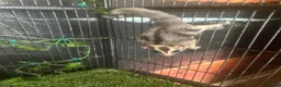 Sugar Glider rodents for sale: White face blonde Sugar gliders Male and female  - Advert 4