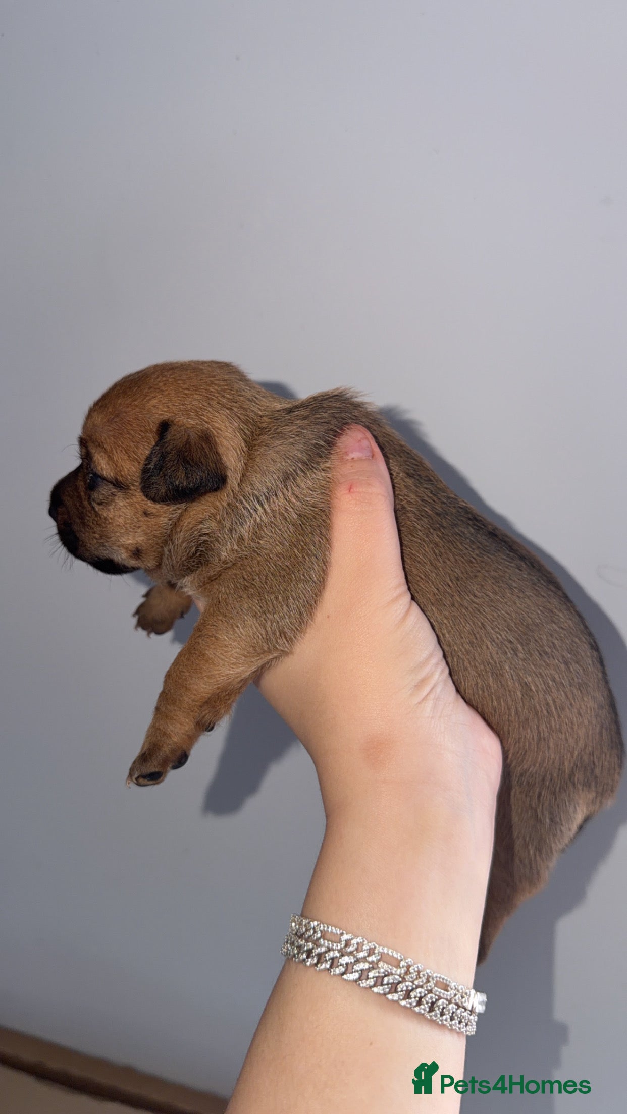 Jack Russell dogs Only 1 left Rare miniature jack Russell puppies  - Advert 2