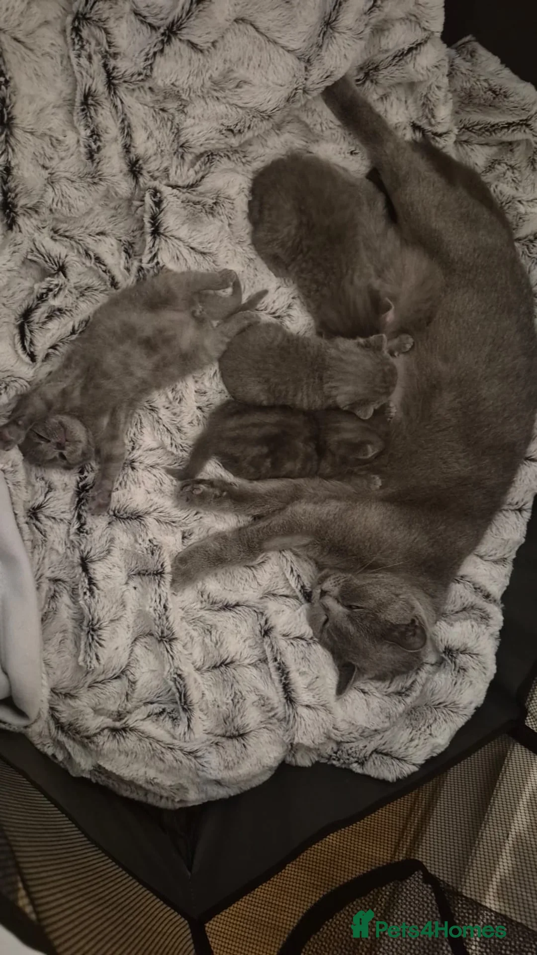 British Shorthair cats for sale: BeautifulBritish Shorthair Kittens in London - Advert 2