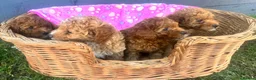 Toy Poodle dogs for sale: Toy poodle puppies - Advert 7